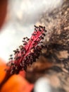 Close up of pistil and polen trailing abutilon flower