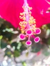 Close-up of pistil and stamen of red hibiscus flower in spring in Israel. Royalty Free Stock Photo