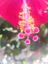 Close-up of pistil and stamen of red hibiscus flower in spring in Israel. Royalty Free Stock Photo