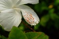 Pistil of a white hibiscus flower, soft background