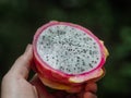 Close up of a pitaya fruit held in a hand