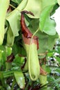 Close Up of a Pitcher Plant, Nepenthes Truncata Royalty Free Stock Photo