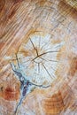 Close-up of a pith , freshly cut pine tree stump cross-section intricate natural patterns Royalty Free Stock Photo
