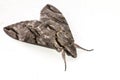 Close up the Plain grey Hawk moth isolate on white background. Psilogramma increta