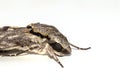 Close up the Plain grey Hawk moth isolate on white background. Psilogramma increta