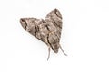 Close up the Plain grey Hawk moth isolate on white background. Psilogramma increta
