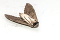 Close up dead Plain grey Hawk moth isolate on white background. Psilogramma increta