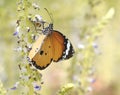 Close up plain tiger butterfly on flower