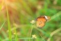 Plain Tiger Danaus chrysippus butterfly on Coatbuttons flower. Royalty Free Stock Photo