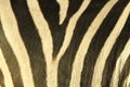 Close up of Plains Zebra (Equus quagga) Skin with fur in a Symmetrical Pattern.
