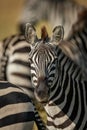 Close-up of plains zebra head among others Royalty Free Stock Photo