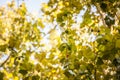 Close up on a plane tree with its yellow and green leaves, in autumn. Also known as sycamore, or platanus