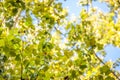 Close up on a plane tree with its yellow and green leaves, in autumn. Also known as sycamore, or platanus