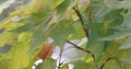 Close up of a plane tree leaves moving in the wind 4K