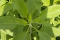 close-up: plant with air screw like leaves symmetry