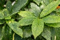 Close-up of the plant Aucuba japonica `Variegata`. A species of the genus cyanophyllum that is widely cultivated