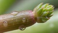 Close up of a plant bud with a textured green outer layer and pointed tips Royalty Free Stock Photo