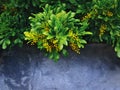 Close-up Plant with Bunch of Tiny Yellow Flowers with Selective Focus