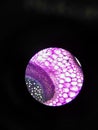 Close up plant cell microscopic