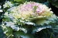 Close-up plant of a decorative cabbage with green leaves