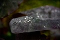 Close up plant with dewdrops