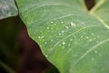 Close up plant with dewdrops