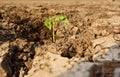 Close up plant on dried cracked mud. Royalty Free Stock Photo