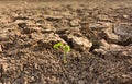 Close up plant on dried cracked mud. Royalty Free Stock Photo