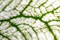 Leaf Epidermis Stomata under microscope. Royalty Free Stock Photo