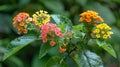 Close-up of plant featuring vibrant yellow and red flowers Royalty Free Stock Photo