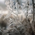 a close up of a plant with frost on the leaves