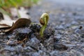 Close up of plant growing up from crack in the asphalt road. Breaking out from cement ground. Bud, sprout, seedling