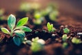 a close up of a plant growing in dirt with sunlight shining on it and leaves sprouting from the ground Royalty Free Stock Photo