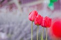 Close-up Of Plant Growing On Field.  Red Tulip Royalty Free Stock Photo