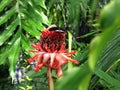 Red Torch Ginger Flower