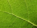 Close-up of Plant Leaf