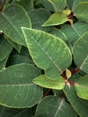 Close up plant leaves, house plants