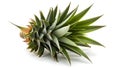 A pineapple plant on a white background (ai generated) Royalty Free Stock Photo