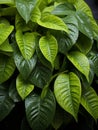 a close up of a plant with lots of green leaves