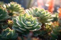 A close up of a plant with lots of green leaves