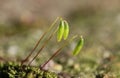 Close up Plant Moss Sporophytes Royalty Free Stock Photo