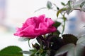 Close up of plant pink spray rose in pots at greenhouse Royalty Free Stock Photo
