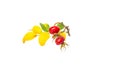 close-up of a plant with red berries, rosehip,