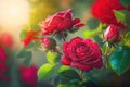 Close-up of a Plant of Red Roses - Generative AI