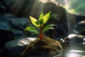 A close-up of a plant on a rock in the water. born concept.