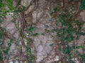 Close up plant and root growing on concrete wall Royalty Free Stock Photo