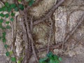 Close up plant and root growing on concrete wall Royalty Free Stock Photo