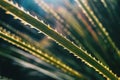 Close-up of a plant`s leaf with serrated edge Royalty Free Stock Photo