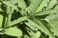 Close-up of plant sage leaves, aromatic white sage variety
