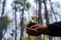 Close up plant seedling in hand. Care of environment.